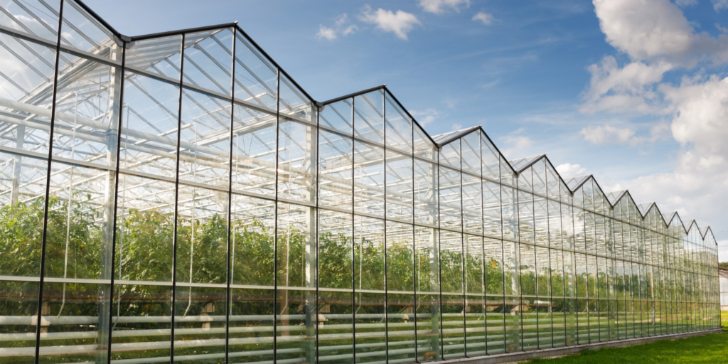 plants growing inside greenhouse under blue sky